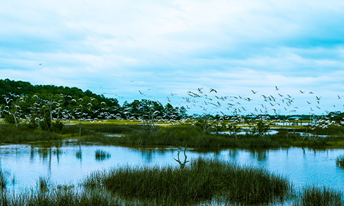 flock of birds flying over waterways