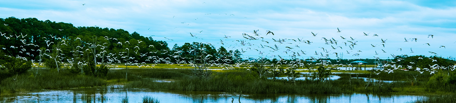 Lots of birds flying over waterway