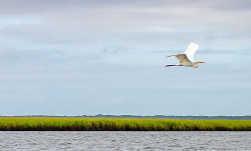 Bird flying over a river