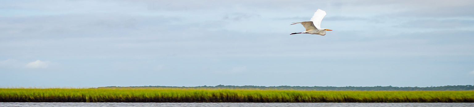 bird flying over a waterway