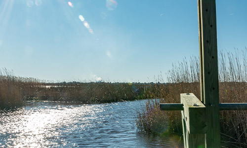 water way with tall grass