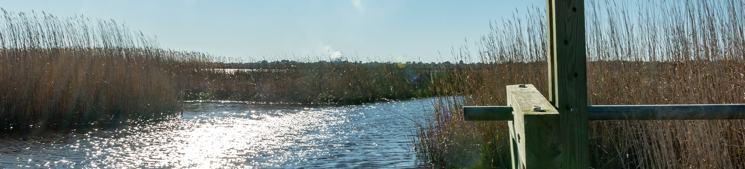 water way with tall grass